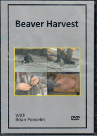 Beaver Harvest