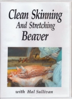 Cleaning Skinning and Stretching Beaver