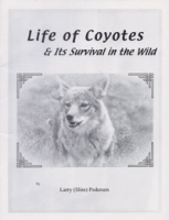 Life of Coyotes & Its Survival in the Wild 
